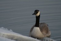 /album/aquaticos1/ganso-canadense-jpg/